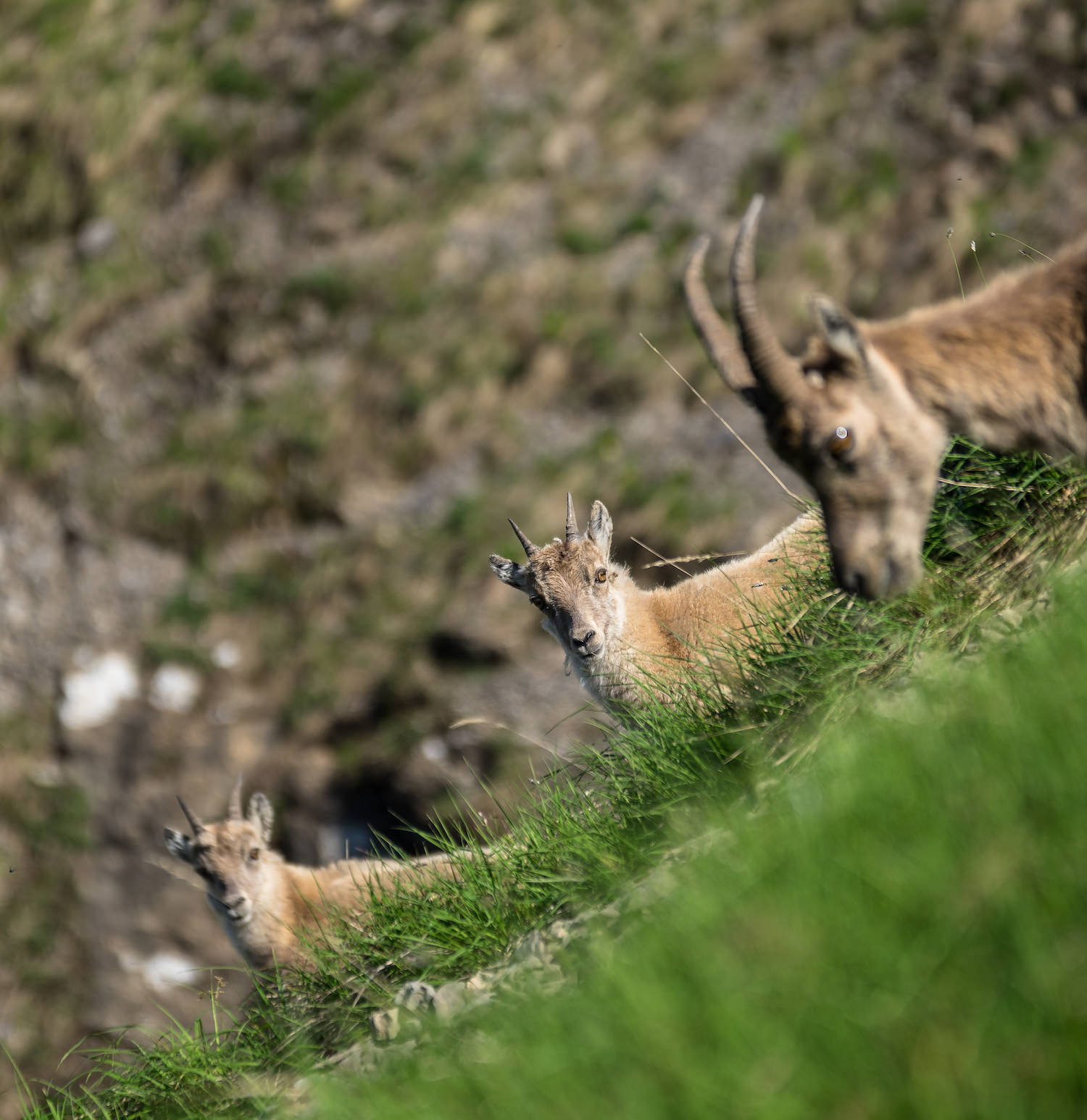 Korporation Hergiswil Pilatus Foto by Marco Wigger14
